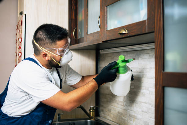 Best Wasp Removal Services  in Waelder, TX