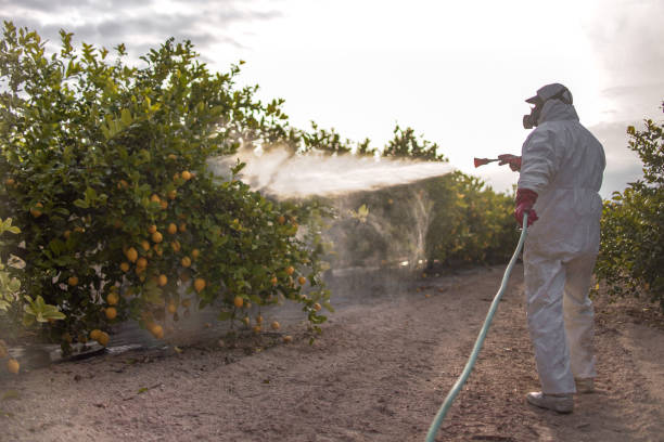 Best Flea Control Services  in Waelder, TX
