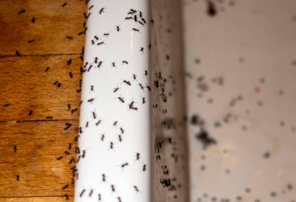  Waelder, TX Pest Control Pros
