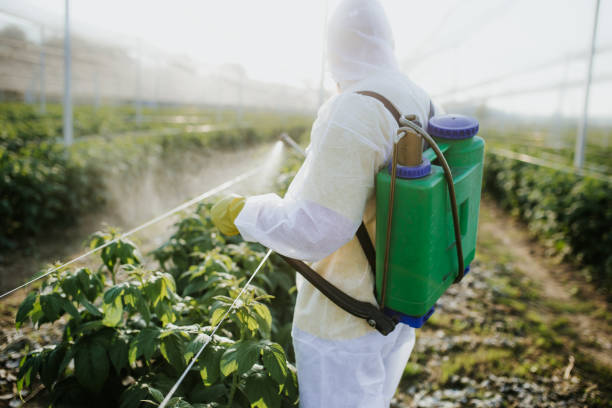 Best Local Pest Control Services  in Waelder, TX